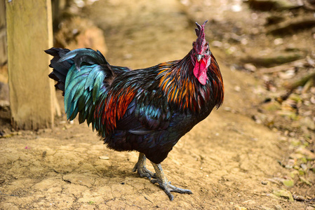 男性东南图片-男性东南素材-男性东南插画-摄图新视界