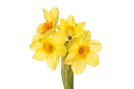  Or narcissus flowers isolated against white
