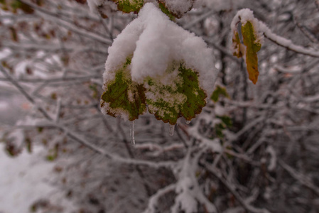 雪和树在农村的冬天，雪覆盖的灌木丛很近