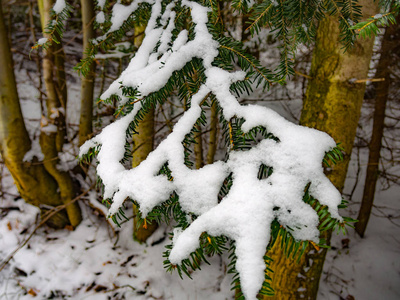 雪覆盖的冷杉枝