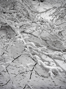 树枝上覆盖着雪图片