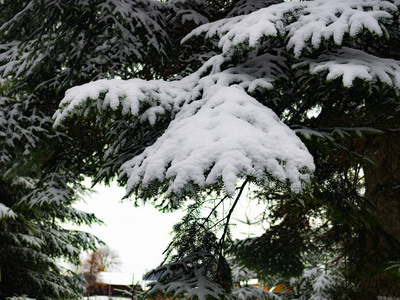 覆盖着雪的冷杉枝