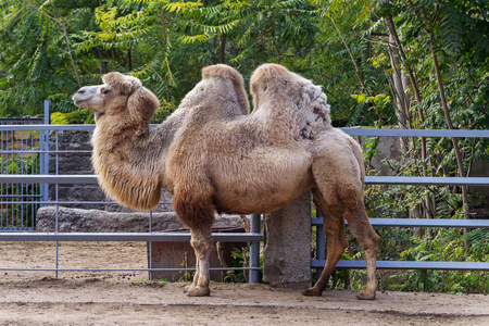 骆驼野生动物园图片
