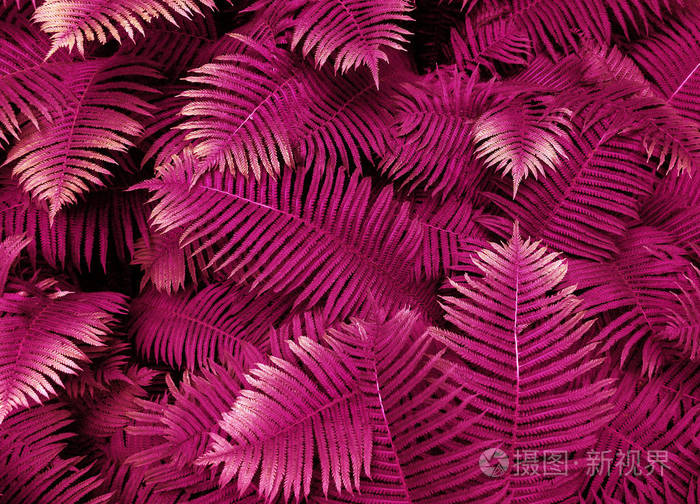 上面的风景. 平躺着. 大自然背景接近山谷百合和蕨类植物的叶子.