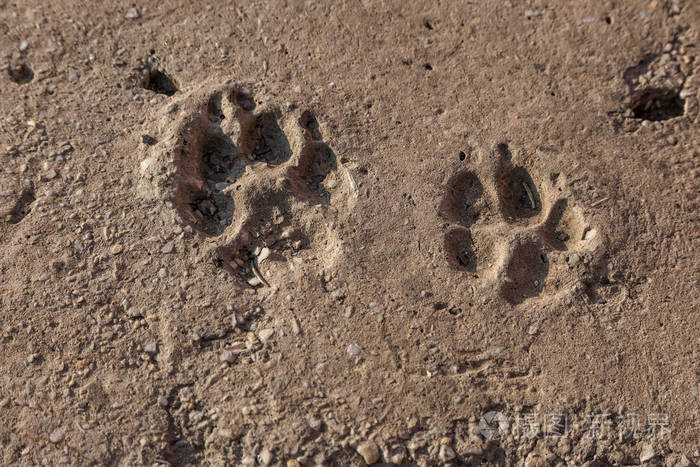 近距离观看混凝土地板上的狗脚印红沙中的足鸟印记狗在沙子上的脚印