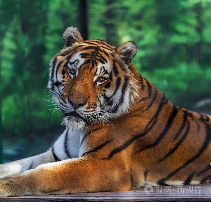 一只成年西伯利亚虎躺在山上. 选定的重点