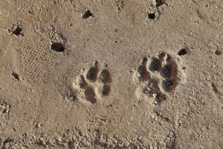 狗在地上用泥土动物和自然观察。 不同大小的狗的痕迹。 狗在地上和肮脏的动物和自然。 沙中的狗迹作为设计的背景