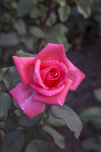 将花园中的鲜红色玫瑰收拢，留出空间复制文本或离开焦点插花作为背景