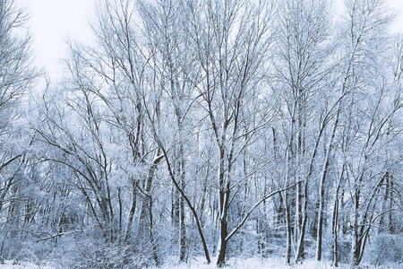 下雪的树。 冬季景观