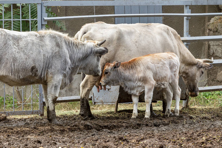 圈养的野生动物照片