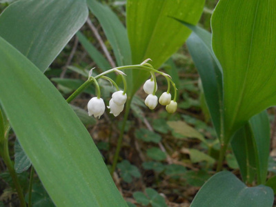 春天森林中的百合花和白花