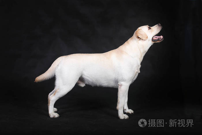 拉布拉多猎犬在机架侧面观察