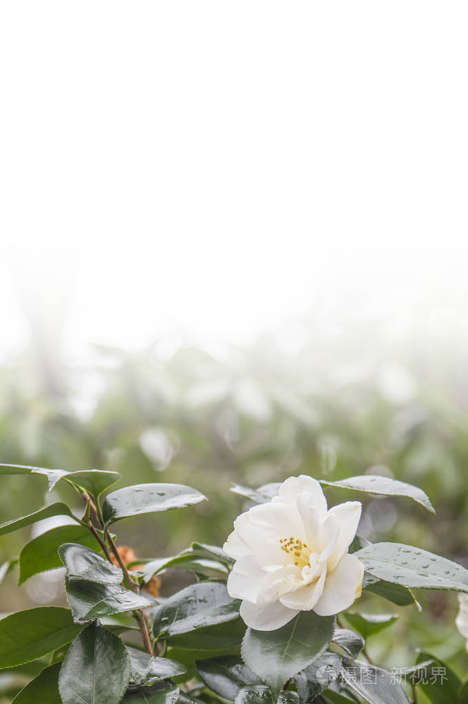 背景上的山茶花紧贴在一起