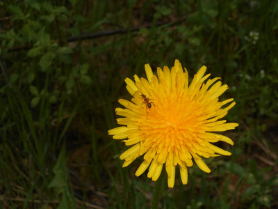 草地上蒲公英的黄色花朵