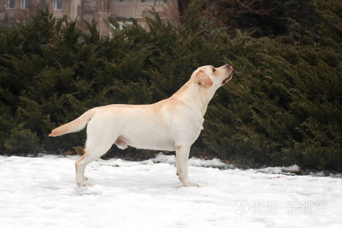 拉布拉多猎犬在机架侧面观察