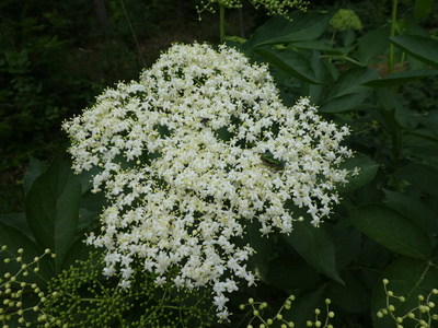 白花布什春天森林中一株接骨木树的白花照片