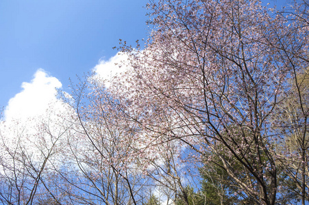 樱花树，有美丽的花朵