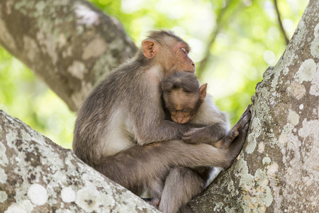 帽子猕猴家族Macaca Radiata相互梳理和投标。 印度卡纳塔克邦国家公园