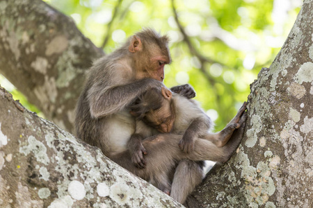 帽子猕猴家族Macaca Radiata相互梳理和投标。 印度卡纳塔克邦国家公园