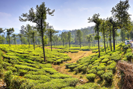 印度瓦帕拉伊森林泰米尔纳德地区的茶园