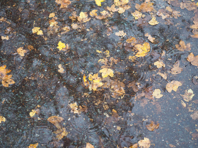 雨水水坑中的棕色落叶作为背景