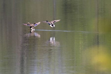 野鸭在春天成对地在池塘里游泳图片