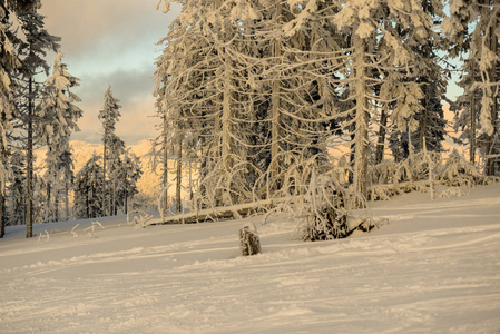 寒冷的白色冬林，白雪覆盖的树木和景观