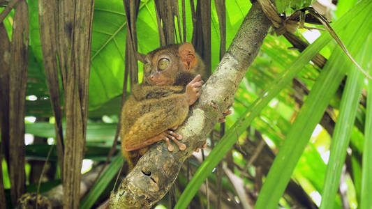 菲律宾眼镜猴 Tarsius syrichta 有趣。薄荷岛