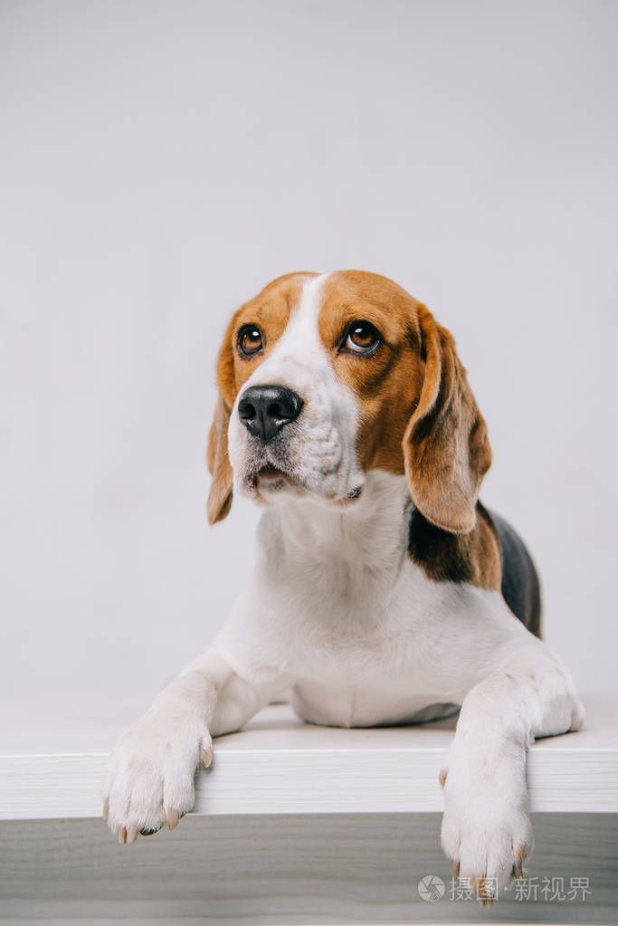 可爱的纯种猎犬躺在桌子上,被隔离在灰色的桌子上