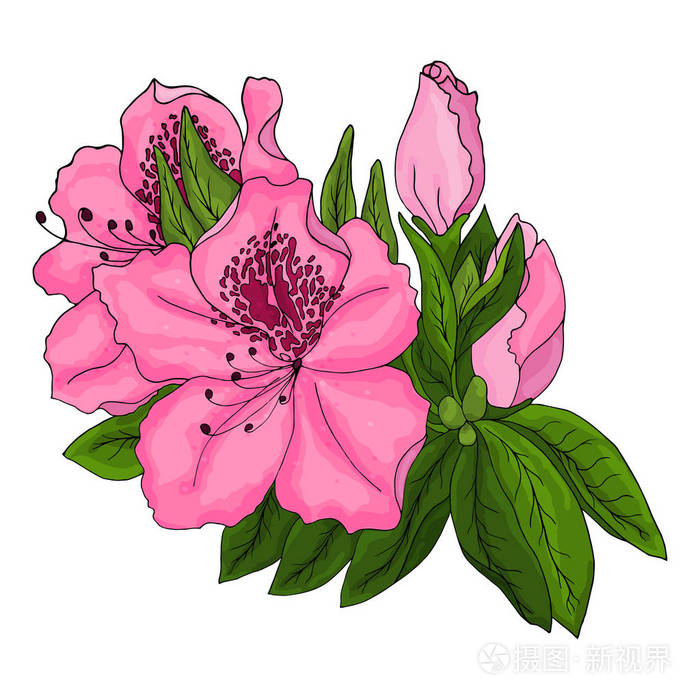 粉红色杜鹃花的特写，绿色的叶子和白色背景上的半开放的花蕾。矢量插图。