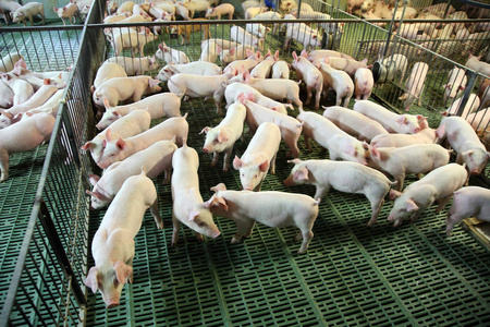 生长在现代动物养殖场的家养仔猪