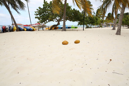 热带海滩，有棕榈树和椰子，在多风天气的沙滩上有船