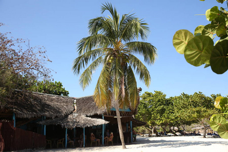 热带海滩上的酒吧餐厅，有白沙棕榈树和蓝天