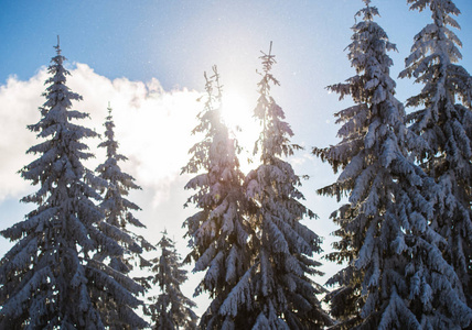 冬天的季节，白雪覆盖了树木
