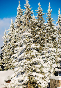 冬天的季节，白雪覆盖了树木