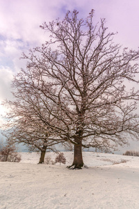 田野里的雪，美丽的粉红色紫罗兰色的夜空，乡村的风景和树木