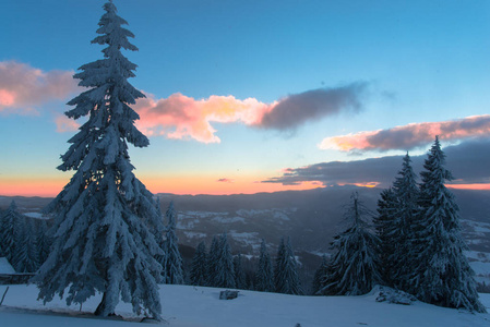 日落的天空，冬天的季节，白雪覆盖的针叶树和云彩