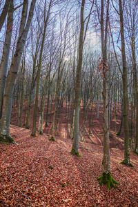 秋天的森林，地上有树和红褐色的叶子