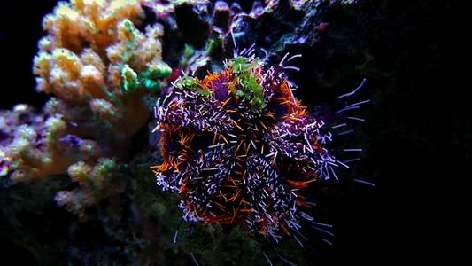 珊瑚礁水族馆的热带橙色长刺海胆