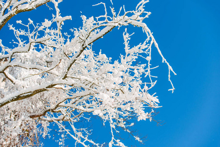 白雪覆盖的树枝在蓝天上