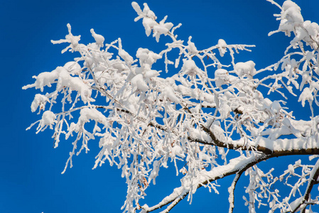 白雪覆盖的树枝在蓝天上