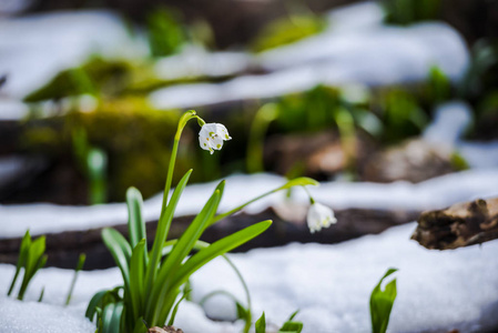 在草地上生长着雪滴花和雪