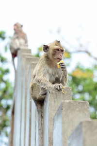 猴子生活在泰国城市附近的山上。猴子的照片和在城市附近追捕猴子。