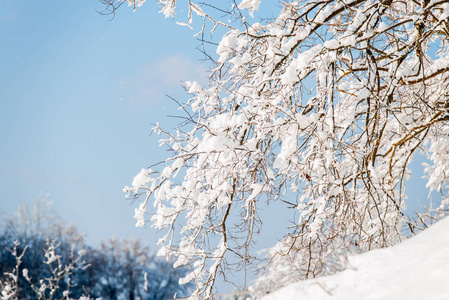 白雪覆盖的树枝在蓝天上