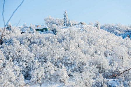冬季冰雪覆盖树木和树枝