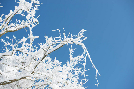 白雪覆盖的树枝在蓝天上