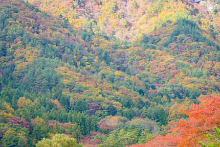 秋季枫树和其他树木周围的美丽山景