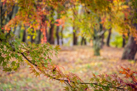 秋天美丽的红绿枫叶树图片