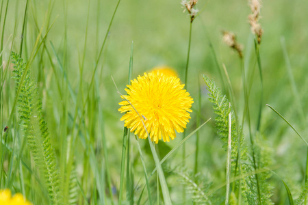 蒲公英开花了。 野花。 鲜花。 黄色花朵