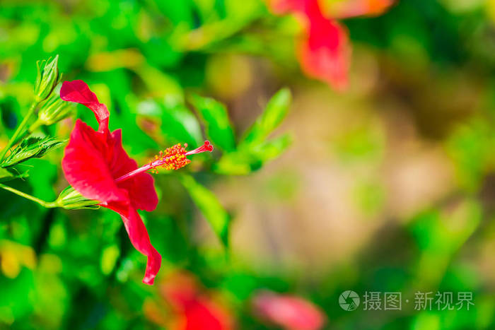 开美丽的红丛花